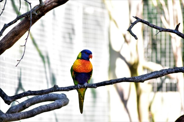 Photo close-up of parrot perching on branch