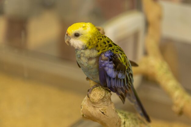 Photo close-up of parrot perching on branch