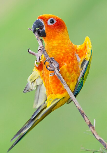 Close-up of parrot perching on branch