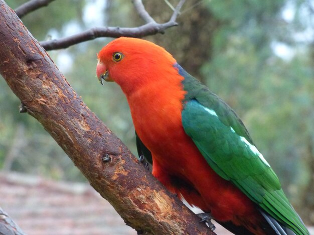 Close-up of parrot perching on branch