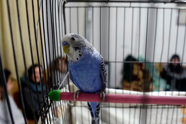 Photo close-up of parrot perching in cage