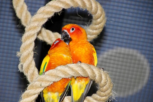 Close-up of parrot perching in cage