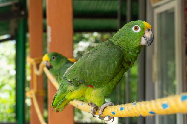 Photo close-up of parrot perching in cage