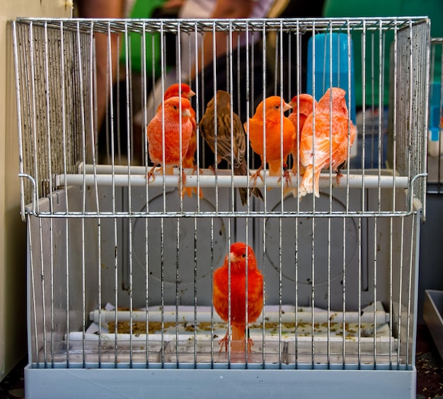 Foto close-up di un pappagallo appoggiato in gabbia