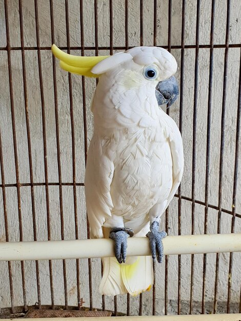 Photo close-up of parrot perching in cage