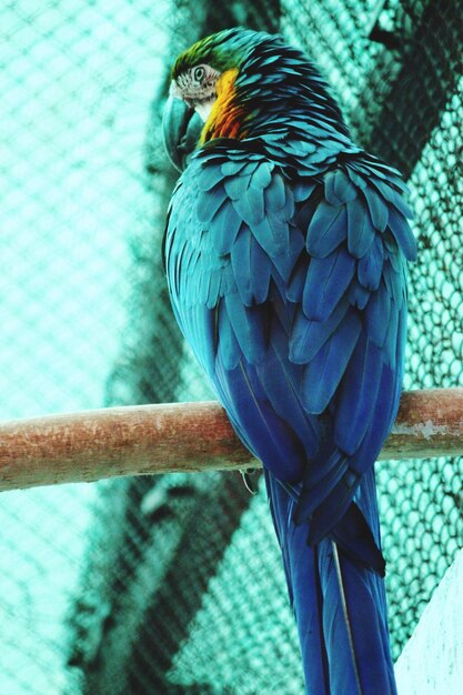 Photo close-up of parrot perching in cage