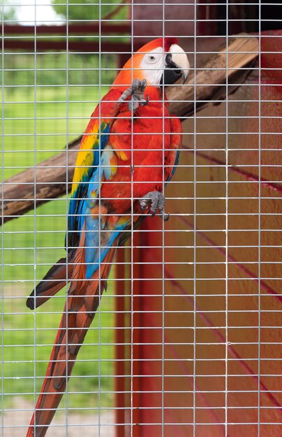 Foto close-up di un pappagallo appoggiato in gabbia