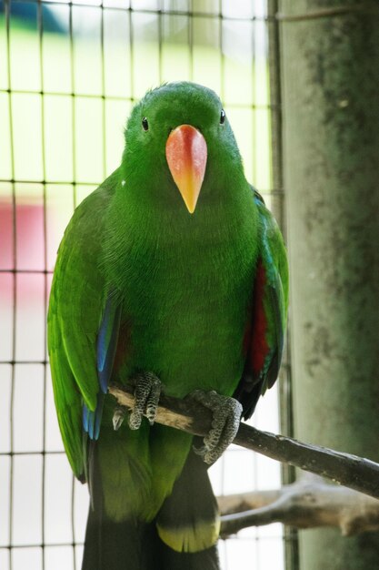 Photo close-up of parrot perching in cage