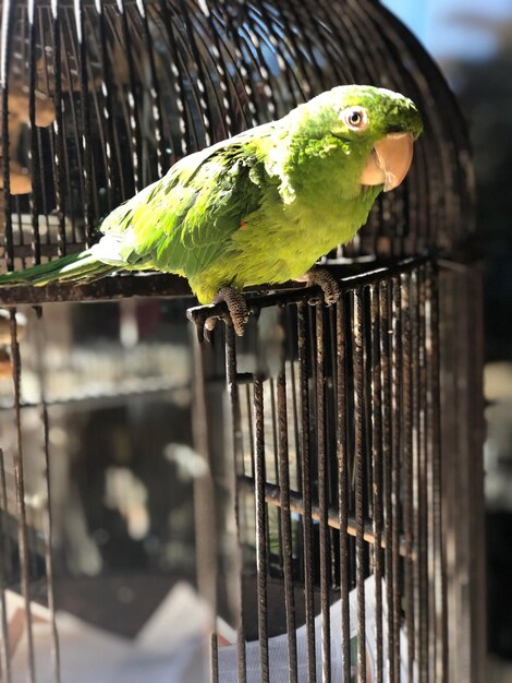 Photo close-up of parrot perching in cage