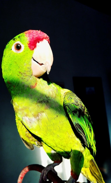 Photo close-up of parrot perching on leaf