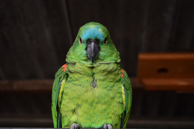 Foto close-up di un pappagallo appoggiato su una foglia