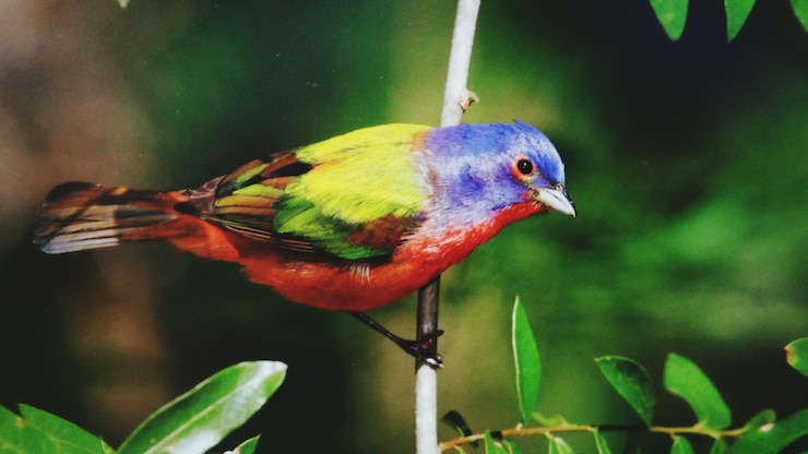 Photo close-up of parrot perching on leaf