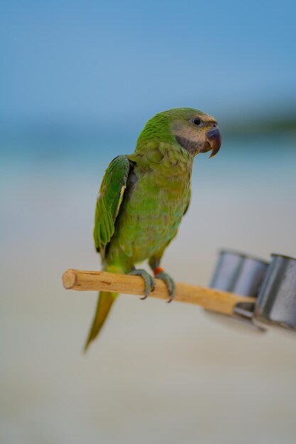 Photo close-up of parrot perching on a leaf