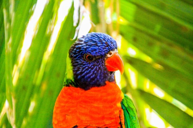 Photo close-up of parrot perching on leaf