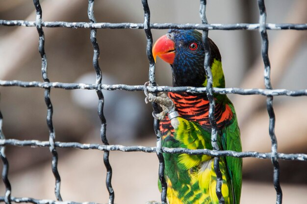 Photo close-up of parrot perching on metal fence