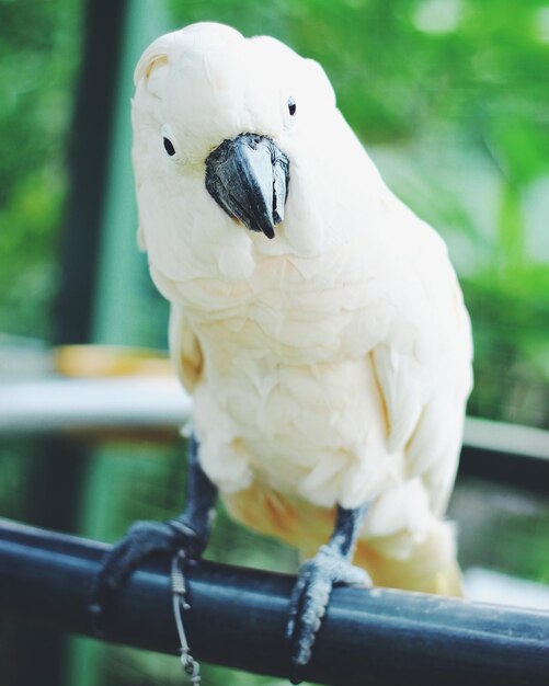 Photo close-up of parrot perching outdoors