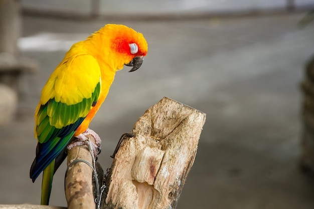 Foto close-up di un pappagallo appoggiato all'aperto