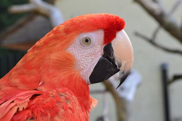 Close-up of parrot perching outdoors