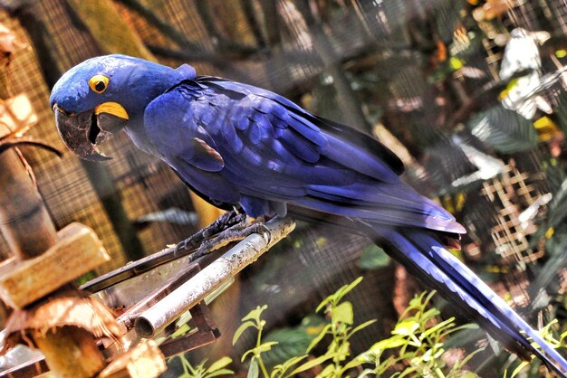 Photo close-up of parrot perching on plant