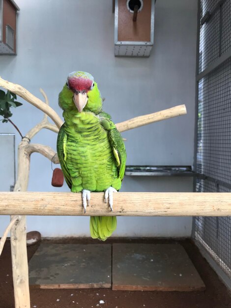 Photo close-up of parrot perching on railing