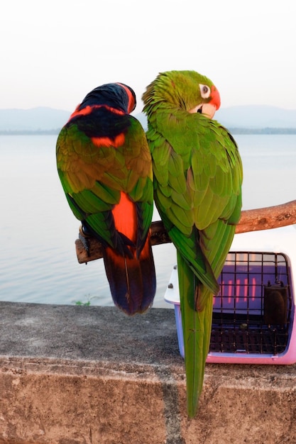 Photo close-up of parrot perching on tree by sea against sky