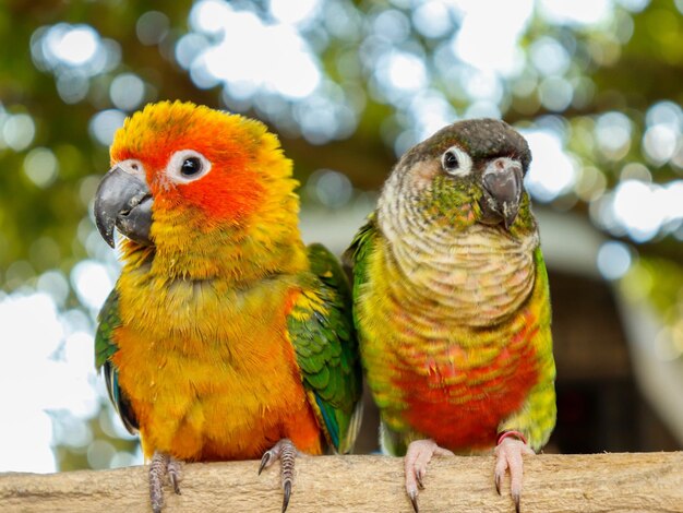 Photo close-up of parrot perching on tree