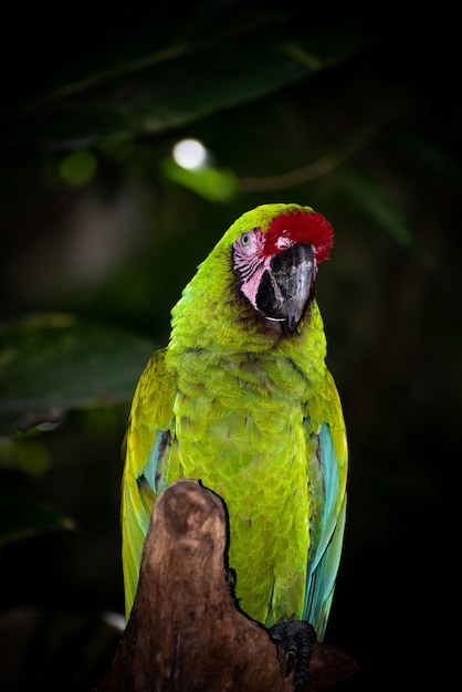 Photo close-up of parrot perching on tree