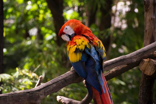 Close-up of parrot perching on tree