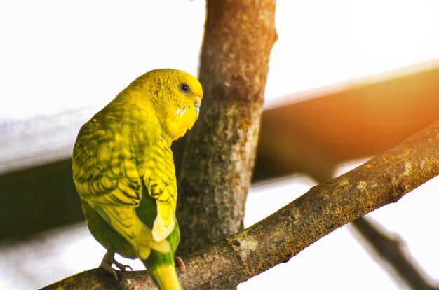 Photo close-up of parrot perching on tree