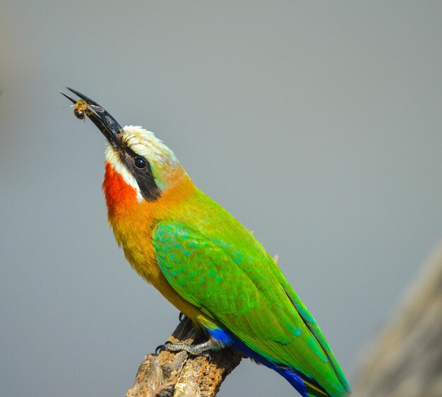 Close-up of parrot perching on a tree