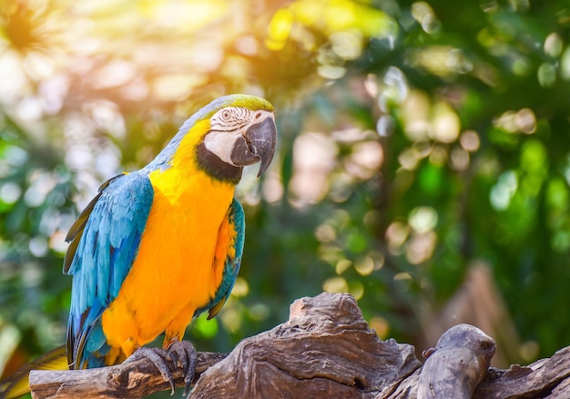 Close-up of parrot perching on tree