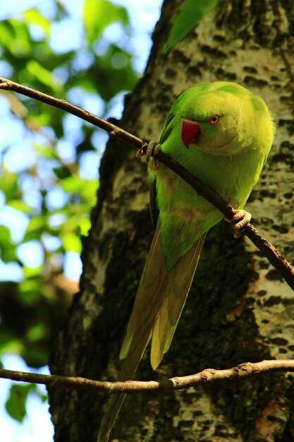 Photo close-up of parrot perching on tree