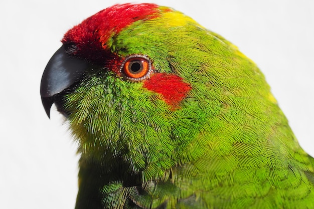 Photo close-up of parrot perching on tree