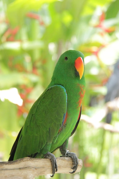 Close-up of parrot perching on tree