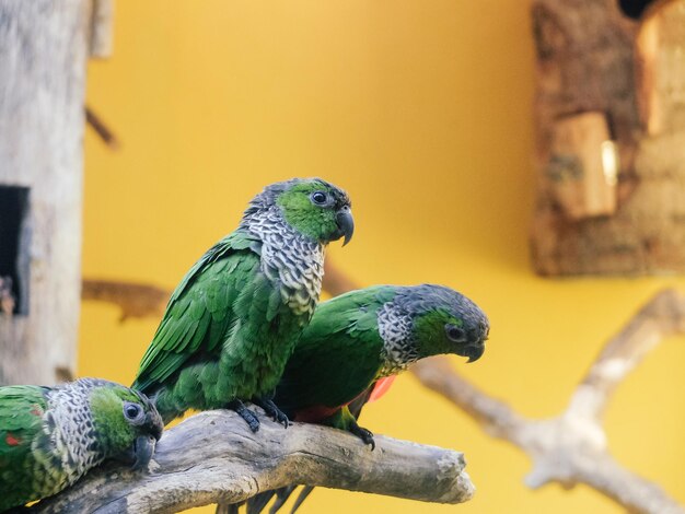 Photo close-up of parrot perching on tree