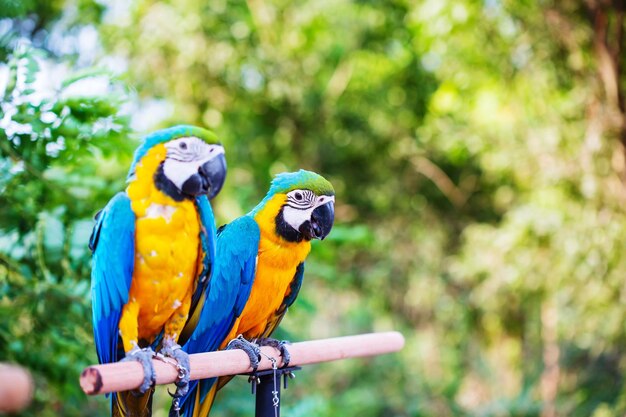 Close-up of parrot perching on tree