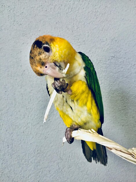 Close-up of parrot perching on wall