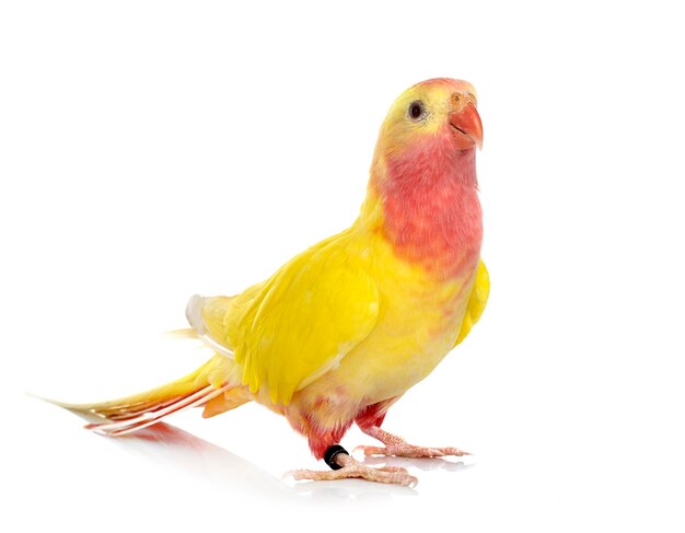 Close-up of parrot perching on white background