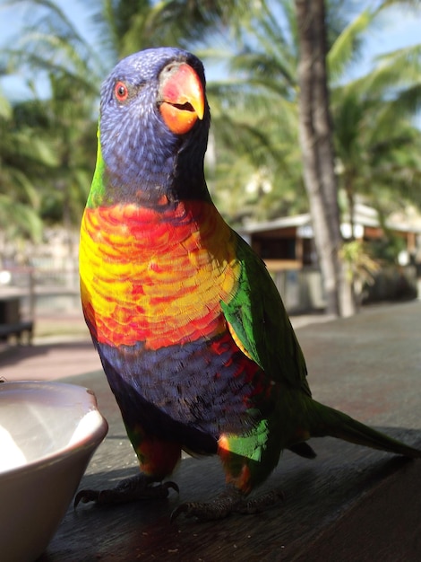 Photo close-up of parrot perching on wood