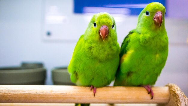 Close-up of parrot perching on wood