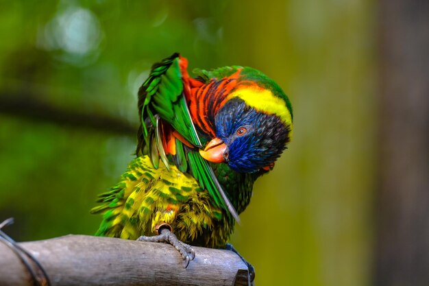 Close-up of parrot perching on wood