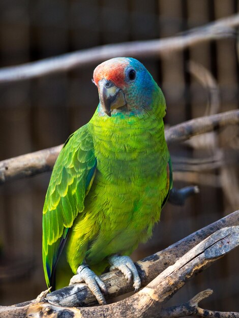 Close-up of parrot perching on wood