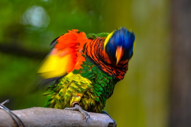 Close-up of parrot perching on wood