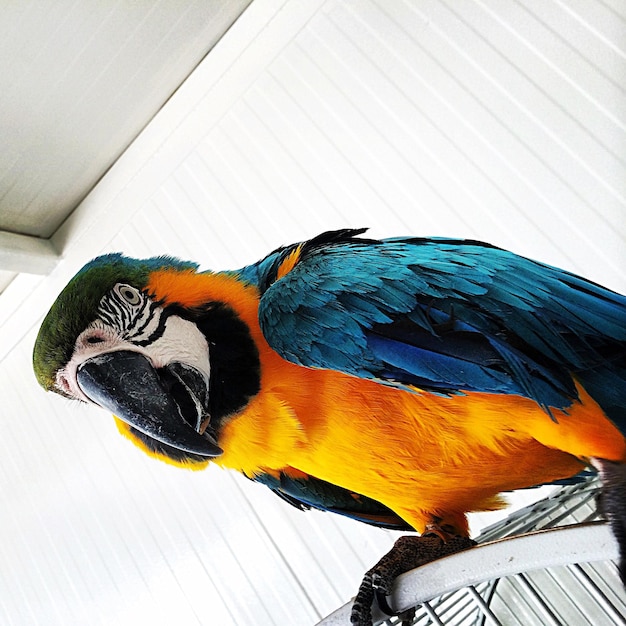 Close-up of parrot perching on wood