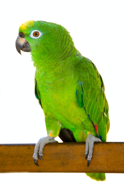 木の上に座っているオオカミのクローズアップ