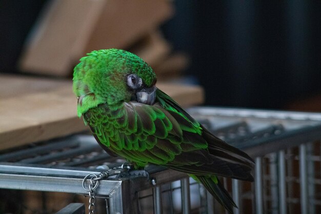 Photo close-up of parrot perching on wood