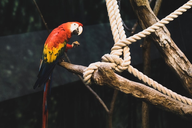 Close-up of parrot perching on wooden post