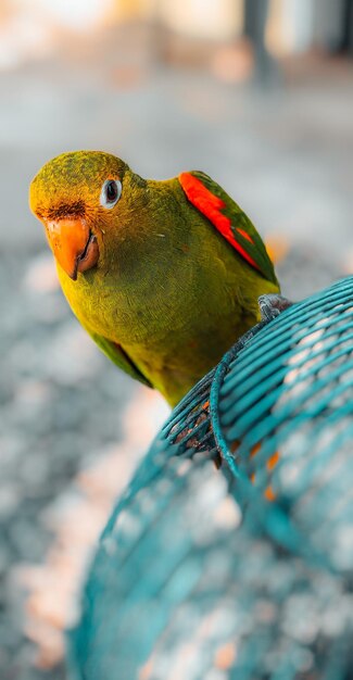 Photo close-up of parrot perching