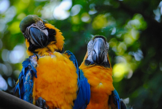 Photo close-up of parrot perching