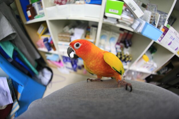 Close-up of parrot perching